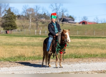 Altri pony/cavalli di piccola taglia, Giumenta, 4 Anni, 99 cm, Sauro ciliegia