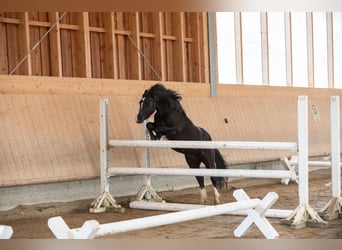 Altri pony/cavalli di piccola taglia, Giumenta, 4 Anni
