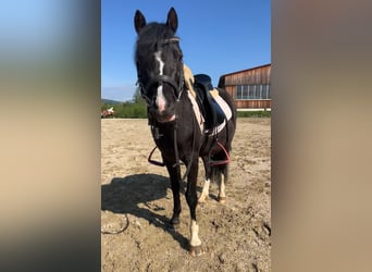 Altri pony/cavalli di piccola taglia, Giumenta, 4 Anni