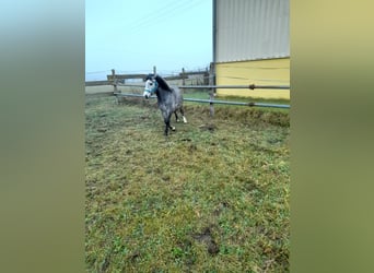 Altri pony/cavalli di piccola taglia Mix, Giumenta, 5 Anni, 123 cm