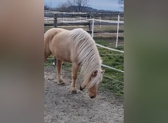 Altri pony/cavalli di piccola taglia, Giumenta, 5 Anni, 125 cm, Palomino