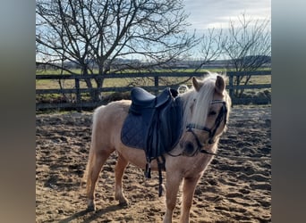 Altri pony/cavalli di piccola taglia, Giumenta, 5 Anni, 125 cm, Palomino