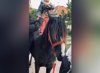 Altri pony/cavalli di piccola taglia, Giumenta, 5 Anni, 127 cm, Morello
