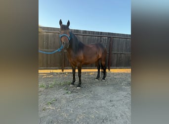 Altri pony/cavalli di piccola taglia, Giumenta, 5 Anni, 132 cm, Baio ciliegia