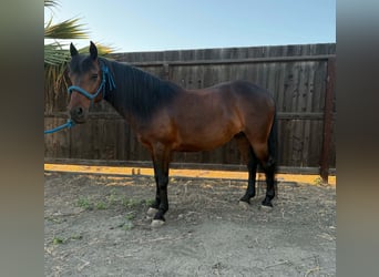 Altri pony/cavalli di piccola taglia, Giumenta, 5 Anni, 132 cm, Baio ciliegia