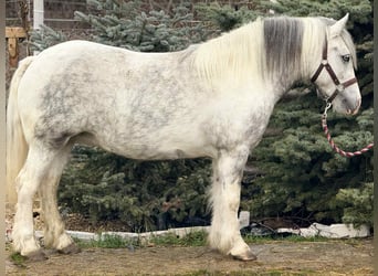 Altri pony/cavalli di piccola taglia, Giumenta, 5 Anni, 135 cm, Pezzato