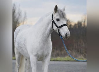 Altri pony/cavalli di piccola taglia, Giumenta, 5 Anni, 136 cm, Grigio