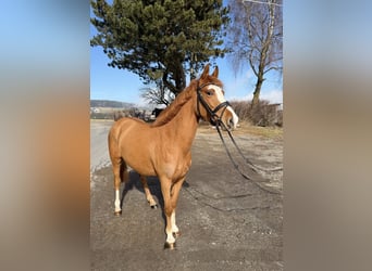 Altri pony/cavalli di piccola taglia, Giumenta, 5 Anni, 140 cm, Sauro