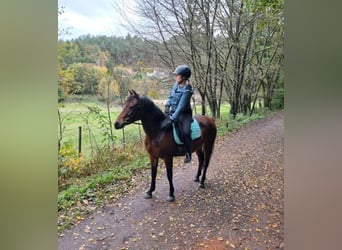 Altri pony/cavalli di piccola taglia, Giumenta, 5 Anni, 142 cm, Baio