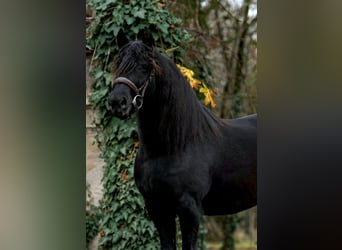 Altri pony/cavalli di piccola taglia, Giumenta, 5 Anni, 144 cm, Morello