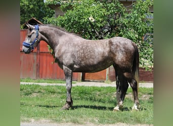 Altri pony/cavalli di piccola taglia, Giumenta, 5 Anni, 145 cm, Grigio pezzato
