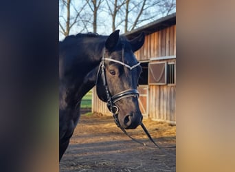 Altri pony/cavalli di piccola taglia, Giumenta, 5 Anni, 145 cm, Morello