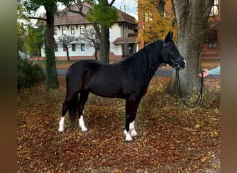 Altri pony/cavalli di piccola taglia, Giumenta, 5 Anni, 147 cm, Morello
