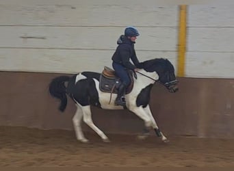 Altri pony/cavalli di piccola taglia, Giumenta, 5 Anni, 147 cm, Pezzato