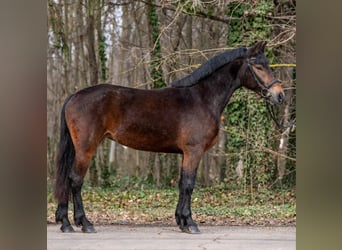 Altri pony/cavalli di piccola taglia, Giumenta, 5 Anni, 148 cm, Baio