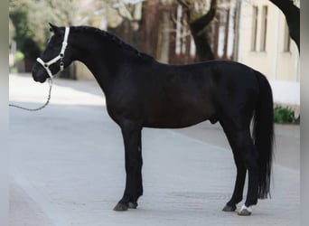 Altri pony/cavalli di piccola taglia, Giumenta, 5 Anni, 148 cm, Morello