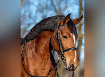 Altri pony/cavalli di piccola taglia, Giumenta, 5 Anni, 150 cm, Baio
