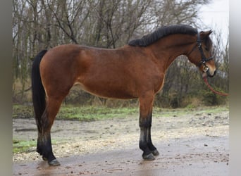 Altri pony/cavalli di piccola taglia, Giumenta, 5 Anni, 150 cm, Baio