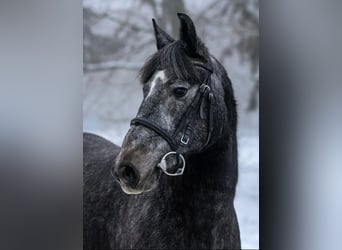 Altri pony/cavalli di piccola taglia, Giumenta, 5 Anni, 150 cm, Grigio