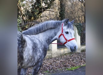 Altri pony/cavalli di piccola taglia, Giumenta, 5 Anni, 150 cm, Grigio pezzato