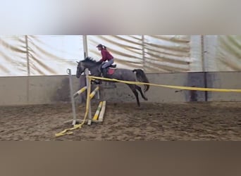 Altri pony/cavalli di piccola taglia, Giumenta, 5 Anni, 150 cm, Grigio rossastro