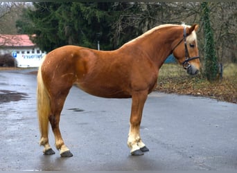 Altri pony/cavalli di piccola taglia, Giumenta, 5 Anni, 152 cm, Sauro