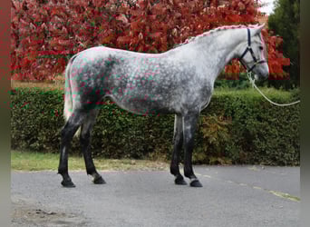 Altri pony/cavalli di piccola taglia, Giumenta, 5 Anni, 154 cm, Grigio pezzato
