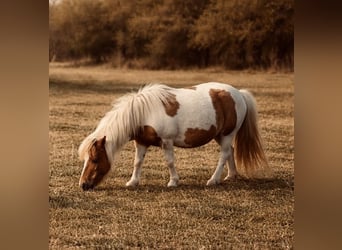 Altri pony/cavalli di piccola taglia, Giumenta, 5 Anni, 81 cm, Pezzato