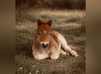Altri pony/cavalli di piccola taglia, Giumenta, 5 Anni, 81 cm, Pezzato