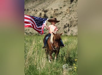 Altri pony/cavalli di piccola taglia, Giumenta, 5 Anni, 91 cm, Sauro ciliegia
