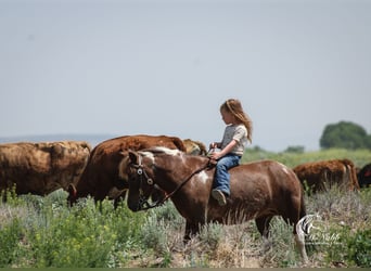 Altri pony/cavalli di piccola taglia, Giumenta, 5 Anni, 91 cm, Sauro ciliegia