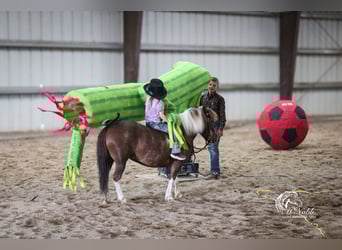 Altri pony/cavalli di piccola taglia, Giumenta, 5 Anni, 91 cm, Sauro ciliegia