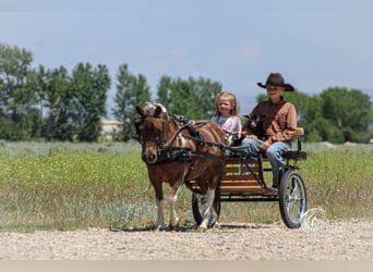 Altri pony/cavalli di piccola taglia, Giumenta, 5 Anni, 91 cm, Sauro ciliegia