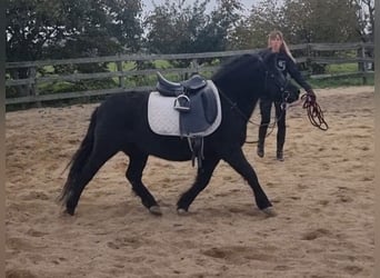 Altri pony/cavalli di piccola taglia, Giumenta, 6 Anni, 127 cm, Morello