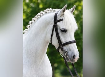 Altri pony/cavalli di piccola taglia, Giumenta, 6 Anni, 140 cm, Grigio