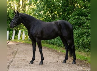 Altri pony/cavalli di piccola taglia, Giumenta, 6 Anni, 140 cm, Morello