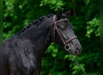 Altri pony/cavalli di piccola taglia, Giumenta, 6 Anni, 142 cm, Morello