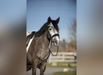 Altri pony/cavalli di piccola taglia, Giumenta, 6 Anni, 143 cm, Grigio pezzato