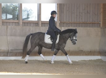 Altri pony/cavalli di piccola taglia, Giumenta, 6 Anni, 143 cm, Grigio pezzato