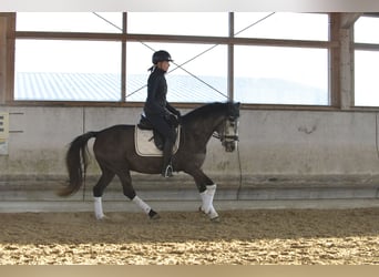 Altri pony/cavalli di piccola taglia, Giumenta, 6 Anni, 143 cm, Grigio pezzato