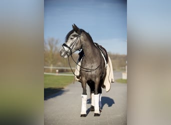 Altri pony/cavalli di piccola taglia, Giumenta, 6 Anni, 143 cm, Grigio pezzato