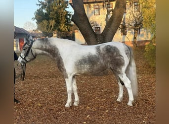 Altri pony/cavalli di piccola taglia, Giumenta, 6 Anni, 147 cm, Pezzato