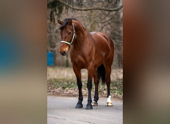 Altri pony/cavalli di piccola taglia, Giumenta, 6 Anni, 148 cm, Baio