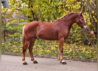 Altri pony/cavalli di piccola taglia, Giumenta, 6 Anni, 148 cm, Baio