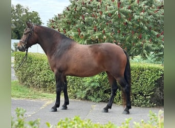 Altri pony/cavalli di piccola taglia, Giumenta, 6 Anni, 149 cm, Baio