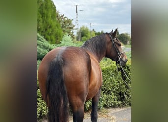 Altri pony/cavalli di piccola taglia, Giumenta, 6 Anni, 149 cm, Baio