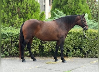 Altri pony/cavalli di piccola taglia, Giumenta, 6 Anni, 149 cm, Baio