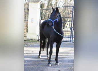 Altri pony/cavalli di piccola taglia, Giumenta, 6 Anni, 149 cm, Morello