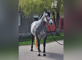 Altri pony/cavalli di piccola taglia, Giumenta, 6 Anni, 150 cm, Grigio pezzato