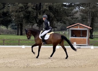 Altri pony/cavalli di piccola taglia, Giumenta, 6 Anni, 155 cm, Baio ciliegia